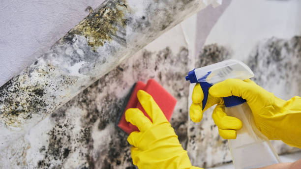 Best Mold Prevention Services  in Martinsville, VA